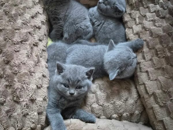 British short hair kittens - Main image