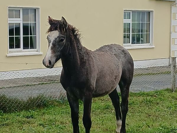 West Clare Colt - Main image