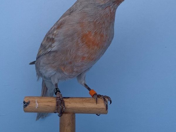 Canaries - Main image