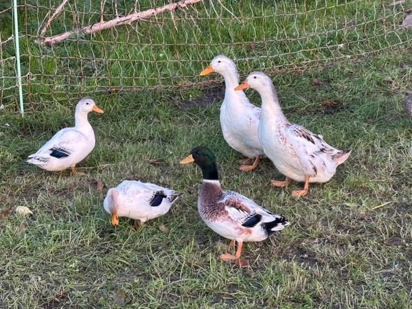 Poultry - Main image