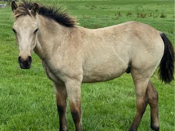 Dun connemara colt - Main image