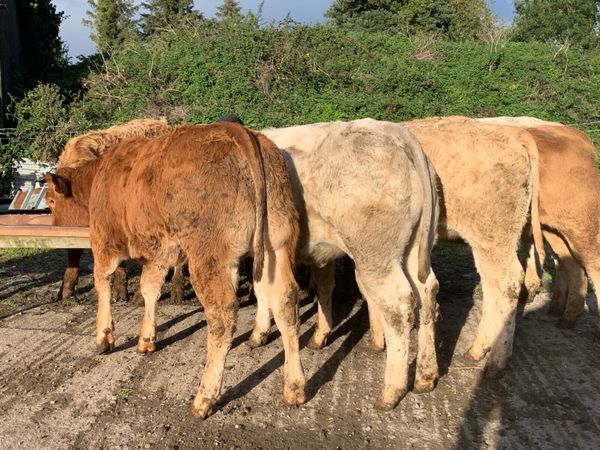 14 super u grade 280kg heifers - Main image