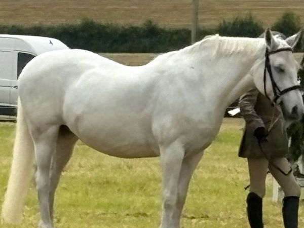 Grey Connemara Pony (perfect starter pony) - Main image