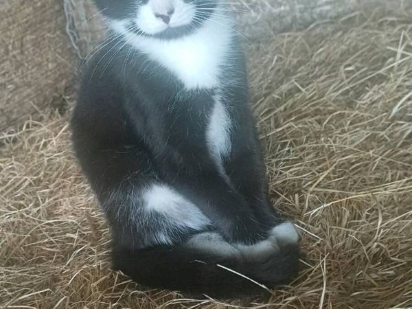 Male Kitten - Main image