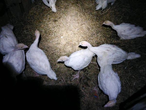 Turkeys - Main image