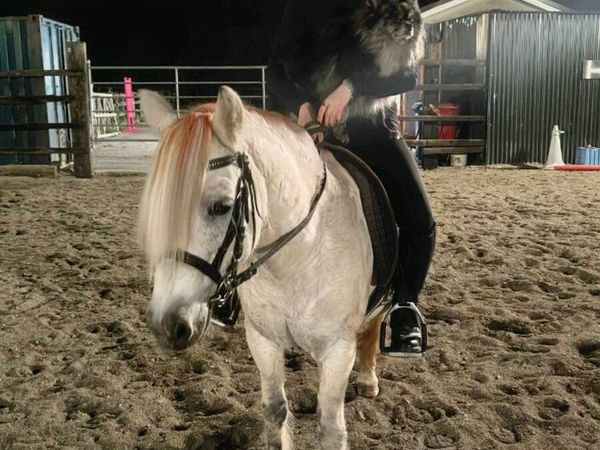 Lead rein pony - Main image