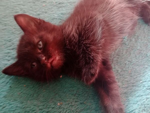 Kitten - Main image