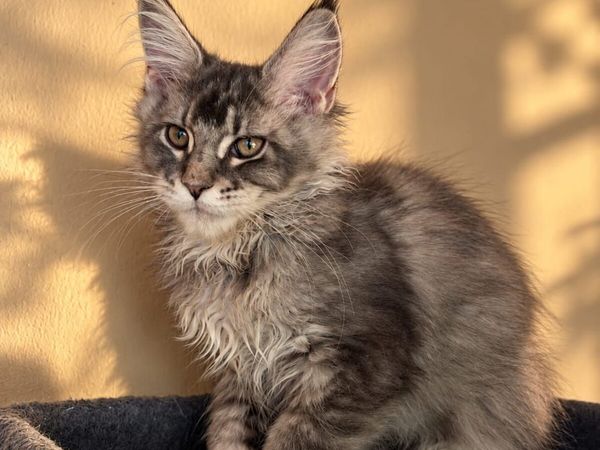 Maine Coon kittens - Main image