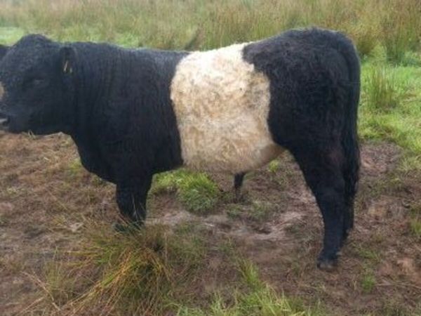 livestock - Main image