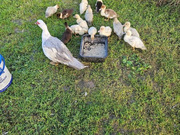 Muscovy ducks - Main image