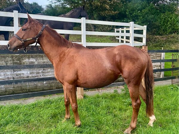 3 Year Old Filly ISH - Main image