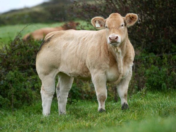 Farming Ads For Sale in Sligo, Sligo | DoneDeal