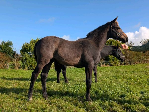 ISH Colt Foals by Durango and Der Senaat III - Main image