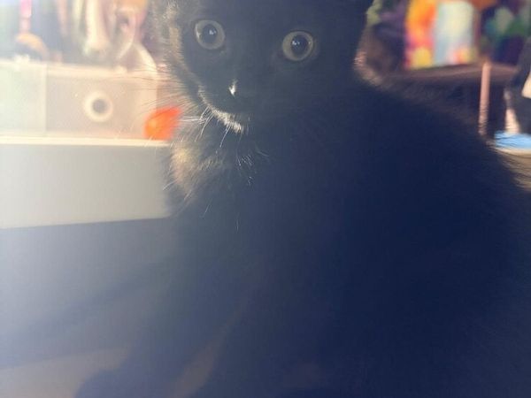 8 week old kittens, just 2 left! - Main image