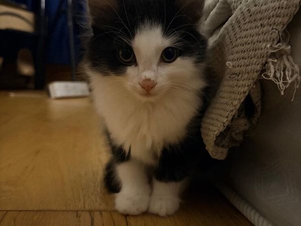 Fluffy kitten - Main image