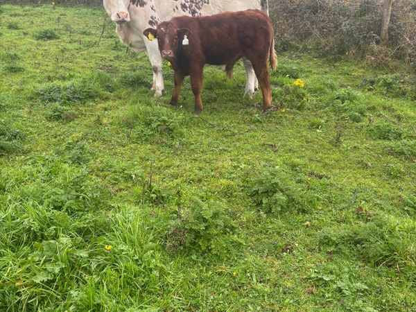 Roan blue cow and calf Forsale - Main image