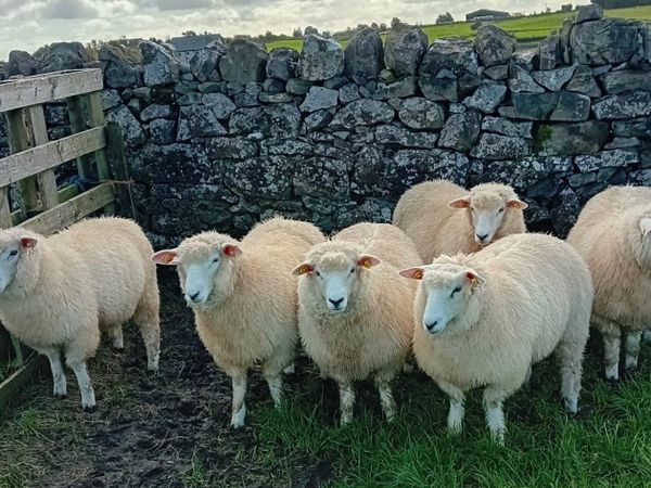 Pedigree Galway Ewe Lambs - Main image