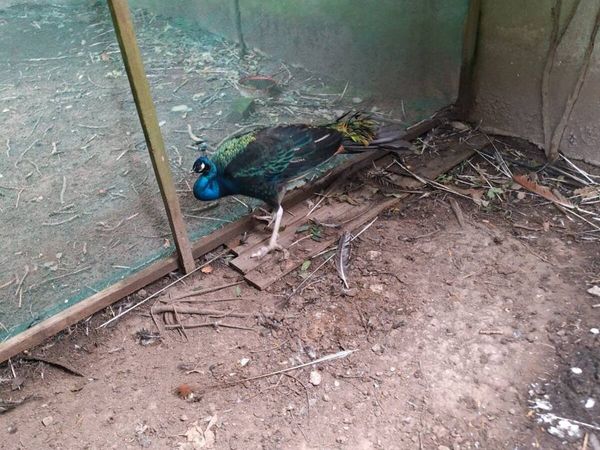 Wanted peafowl - Main image