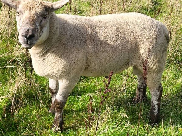 Rams - Main image