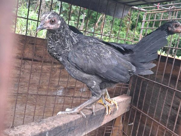 Poultry - Main image