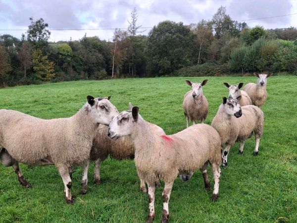 Blue Leister Rams - Organic - Main image