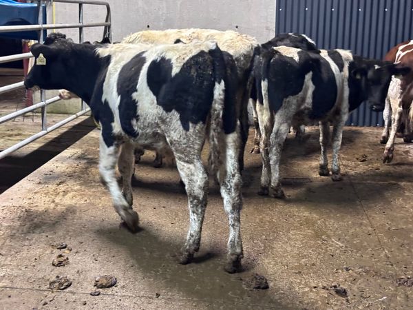 7 Freisan bull Weanlings for sale @€600 - Main image