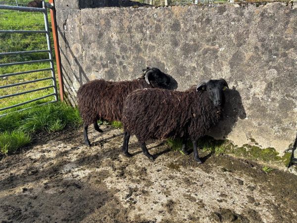 6 Black Ewe Lambs - Main image