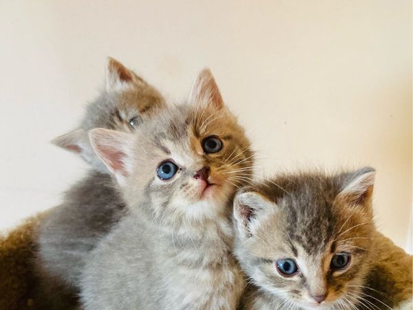 British longhair mix kittens - Main image