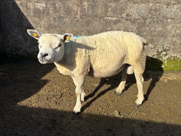 Texel Ram - Main image