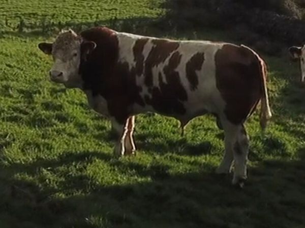 Simmental bull for sale - Main image
