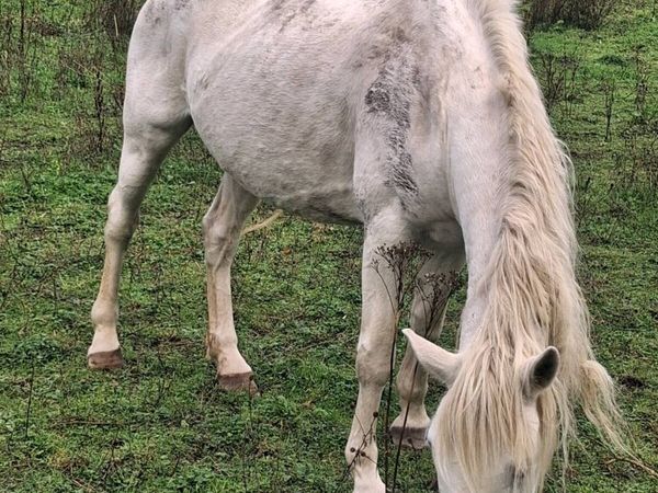 Mare for sale - Main image