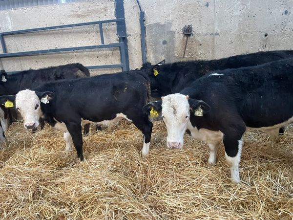 37 Hereford - Angus & Continental Starter bulls - Main image