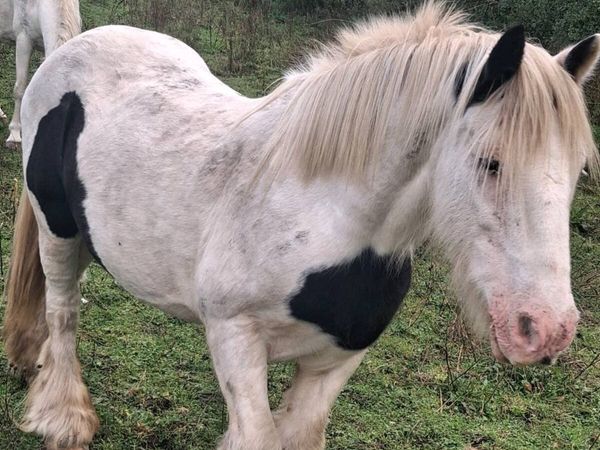 Mare for sale - Main image