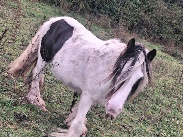Pony for sale - Main image