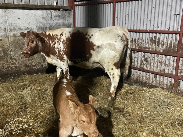 Limousin team - Main image