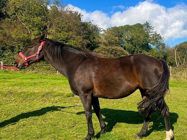 Mare in foal for sale - Main image