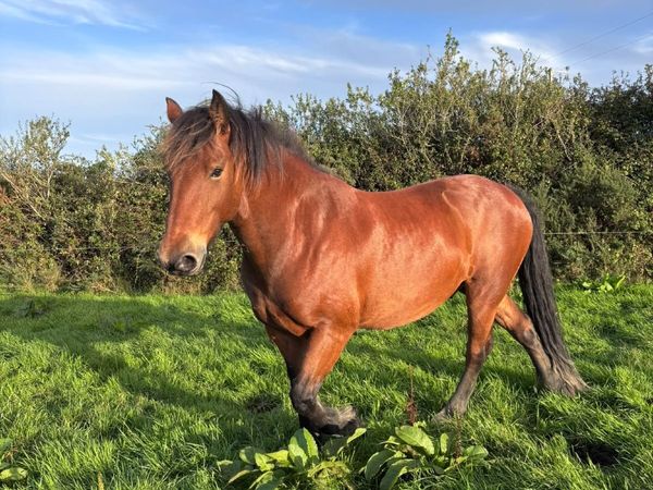 Cob 🐴 for sale. - Main image