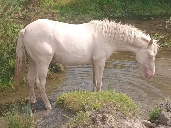 Cremello filly - Main image