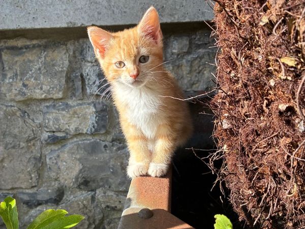 Gorgeous funny friendly kittens - Main image