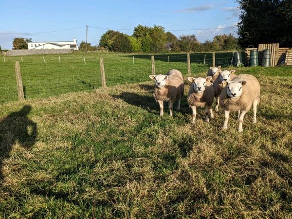 Texel Ram Lambs, Big,  Long  and Strong . - Main image