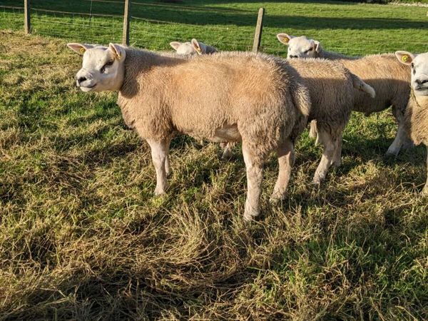Texel Ram Lambs Big and strong and long. - Main image