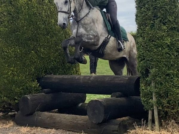4yr old Connemara gelding 15hh - Main image