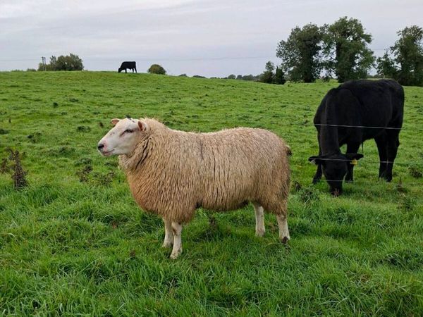 Belclare Ram Lamb for Sale - Main image