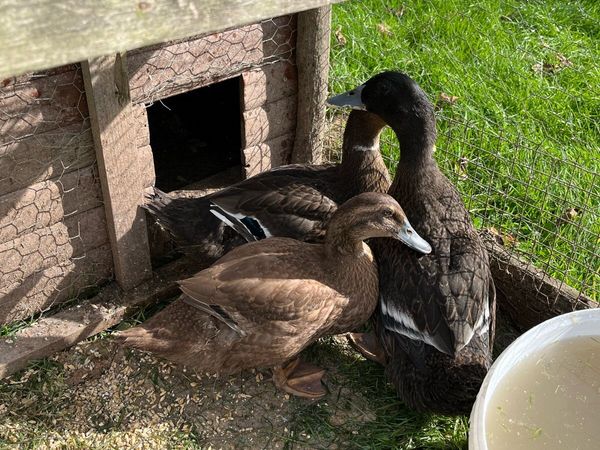 Welsh Harlequin x Khaki Campbell pairs - Main image
