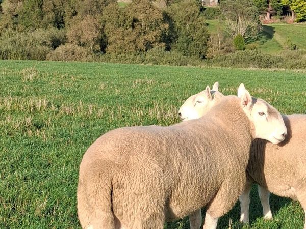 Cheviot rams - Main image