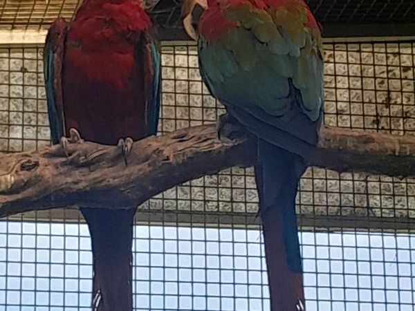 Green wing macaws - Main image