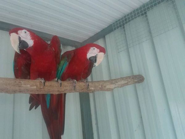 Green wing macaws - Main image