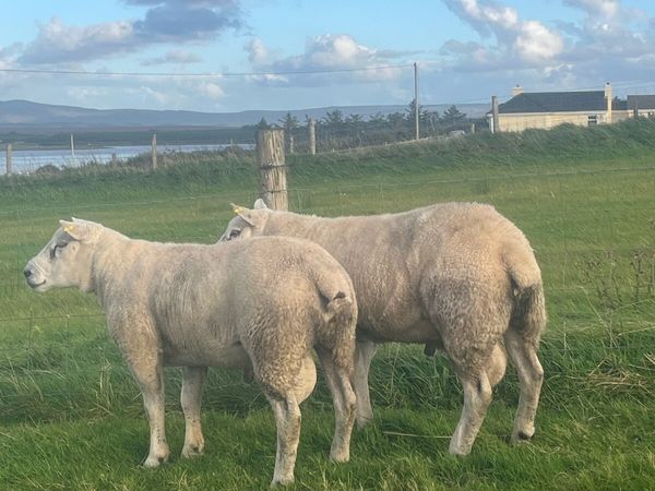 ⭐️Super Selection of breeding rams⭐️ - Main image