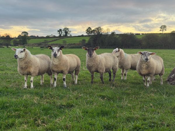 Ewe Lambs - Main image