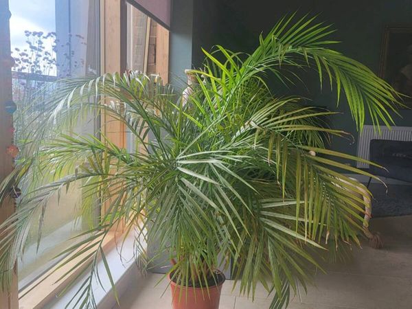 House Fern - Main image